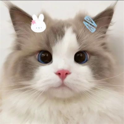 全网最火最新的萌宠头像集 看一眼就会爱上的超治愈可爱猫咪头像