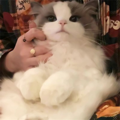 全网最火最新的萌宠头像集 看一眼就会爱上的超治愈可爱猫咪头像