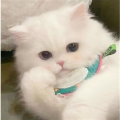 全网最火最新的萌宠头像集 看一眼就会爱上的超治愈可爱猫咪头像