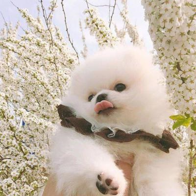 干净简约的呆萌萌宠情头合集 爆可爱的宠物情侣头像猫咪狗狗都有