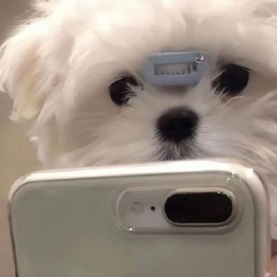 微信很火的好看宠物狗头像图片 超治愈蠢萌可爱的萌宠狗狗头像