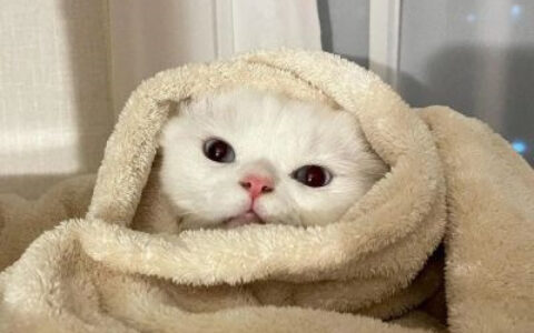 猫咪情侣头像一左一右高清 超可爱甜美猫咪头像治愈高级质感