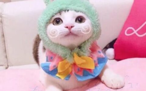 最新颜值爆表的小猫情头很甜蜜 超级萌超级可爱的情侣小猫咪头像