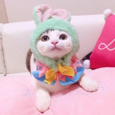 最新颜值爆表的小猫情头很甜蜜 超级萌超级可爱的情侣小猫咪头像