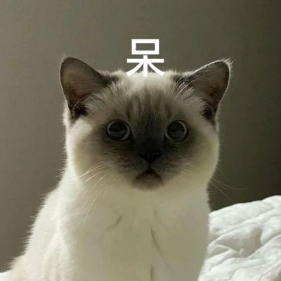最新颜值爆表的小猫情头很甜蜜 超级萌超级可爱的情侣小猫咪头像