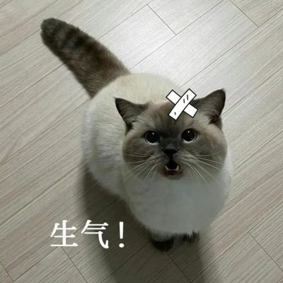 最新颜值爆表的小猫情头很甜蜜 超级萌超级可爱的情侣小猫咪头像