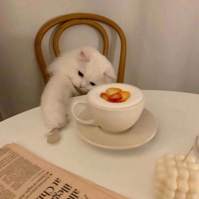 最新颜值爆表的小猫情头很甜蜜 超级萌超级可爱的情侣小猫咪头像