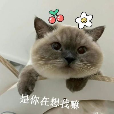 最新颜值爆表的小猫情头很甜蜜 超级萌超级可爱的情侣小猫咪头像