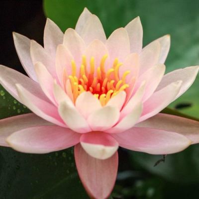 高洁唯美清新的荷花头像 2022年最新夏日荷花微信头像