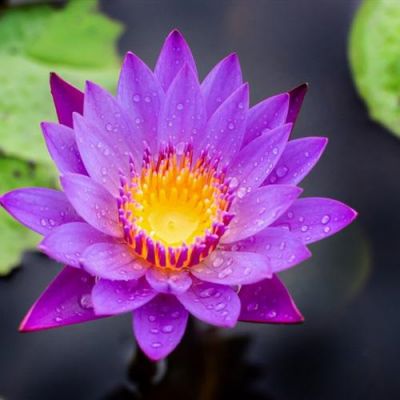 高洁唯美清新的荷花头像 2022年最新夏日荷花微信头像