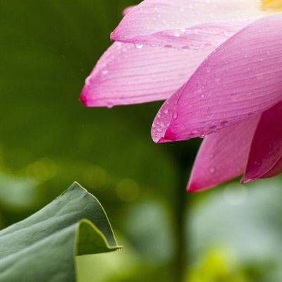 高洁唯美清新的荷花头像 2022年最新夏日荷花微信头像
