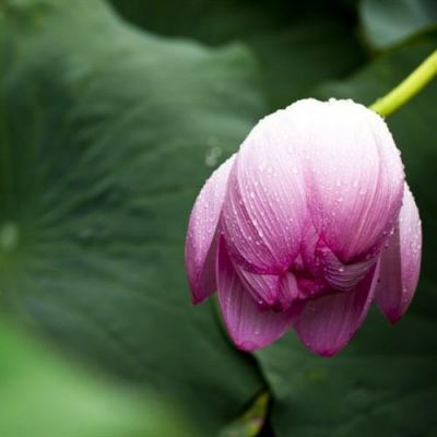 高洁唯美清新的荷花头像 2022年最新夏日荷花微信头像