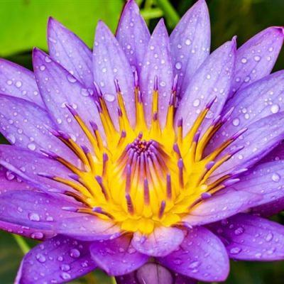 高洁唯美清新的荷花头像 2022年最新夏日荷花微信头像