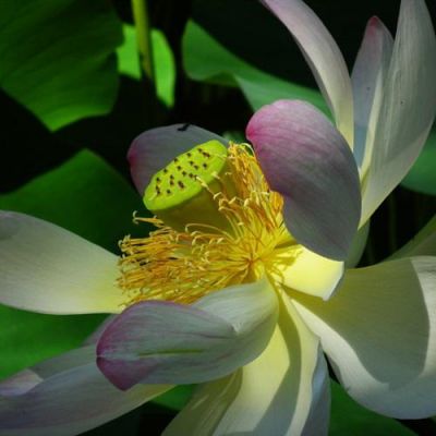 高洁唯美清新的荷花头像 2022年最新夏日荷花微信头像