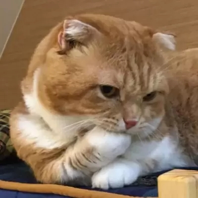 很萌很有趣的可爱小猫咪头像合 独特萌系超级有意思萌宠猫咪头像