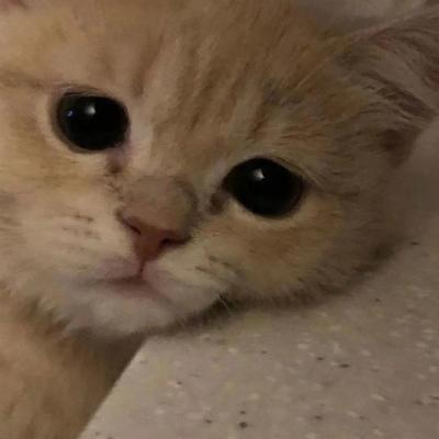 很萌很有趣的可爱小猫咪头像合 独特萌系超级有意思萌宠猫咪头像