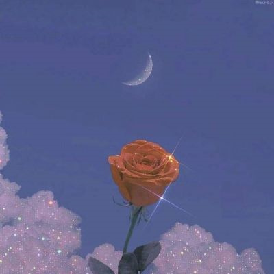 有意境唯美的微信头像2022 花的头像ins花头像微信头像年轻人