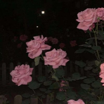 有意境唯美的微信头像2022 花的头像ins花头像微信头像年轻人