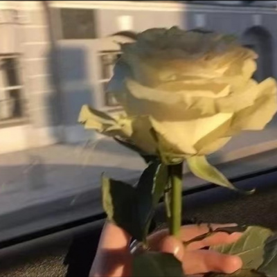 有意境唯美的微信头像2022 花的头像ins花头像微信头像年轻人