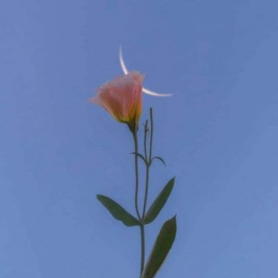 有意境唯美的微信头像2022 花的头像ins花头像微信头像年轻人