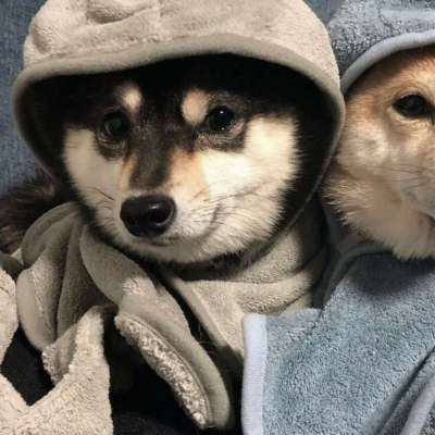 微信很火的狗头像图片合集 狗狗头像图片蠢萌男生女生专用