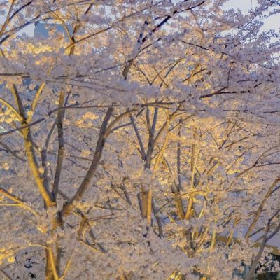 ins风古风粉色樱花图片大全 樱花樱校头像仙气十足樱花背景图唯美