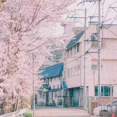 ins风古风粉色樱花图片大全 樱花樱校头像仙气十足樱花背景图唯美