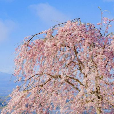ins风古风粉色樱花图片大全 樱花樱校头像仙气十足樱花背景图唯美