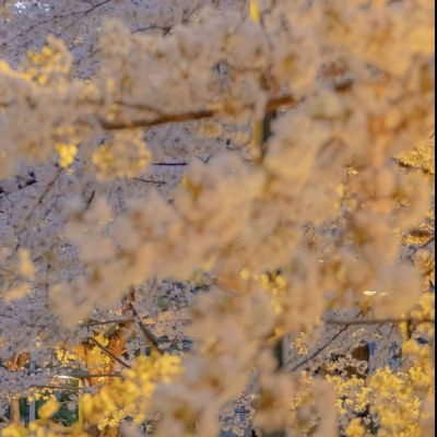 ins风古风粉色樱花图片大全 樱花樱校头像仙气十足樱花背景图唯美