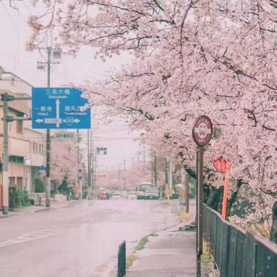 ins风古风粉色樱花图片大全 樱花樱校头像仙气十足樱花背景图唯美