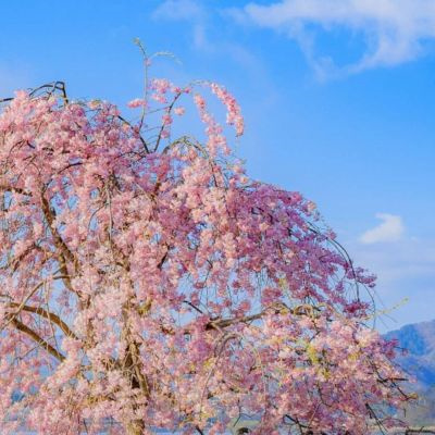 ins风古风粉色樱花图片大全 樱花樱校头像仙气十足樱花背景图唯美