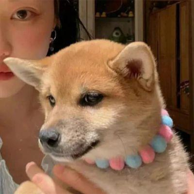 真人版情头不想被知道就用这个 不明显情侣头像带宠物超萌可爱