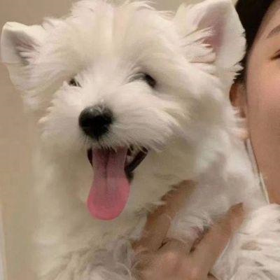 真人版情头不想被知道就用这个 不明显情侣头像带宠物超萌可爱