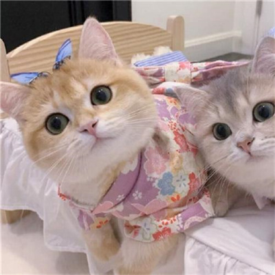不明显情头萌宠男生女生头像 超可爱的猫咪情侣头像一左一右