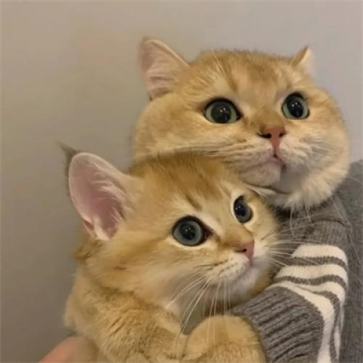 不明显情头萌宠男生女生头像 超可爱的猫咪情侣头像一左一右