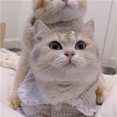 不明显情头萌宠男生女生头像 超可爱的猫咪情侣头像一左一右