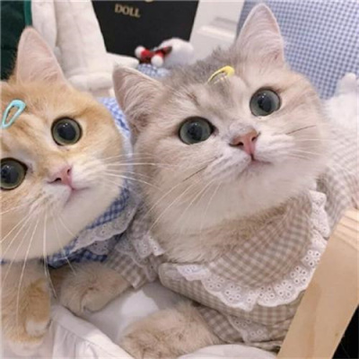 不明显情头萌宠男生女生头像 超可爱的猫咪情侣头像一左一右