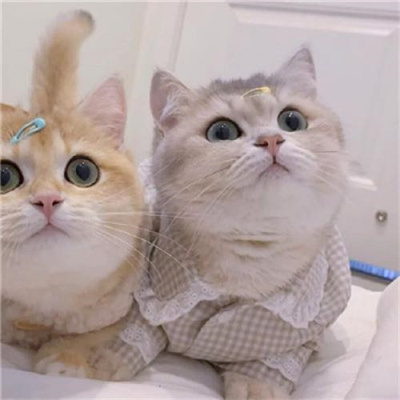 不明显情头萌宠男生女生头像 超可爱的猫咪情侣头像一左一右