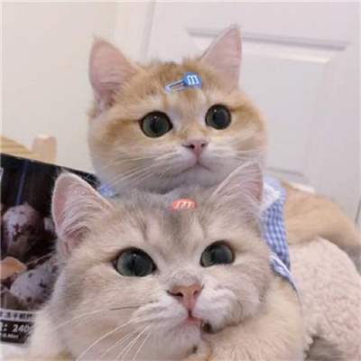 不明显情头萌宠男生女生头像 超可爱的猫咪情侣头像一左一右