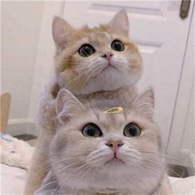 不明显情头萌宠男生女生头像 超可爱的猫咪情侣头像一左一右