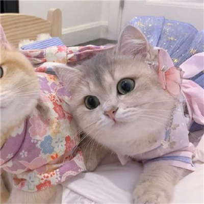 不明显情头萌宠男生女生头像 超可爱的猫咪情侣头像一左一右