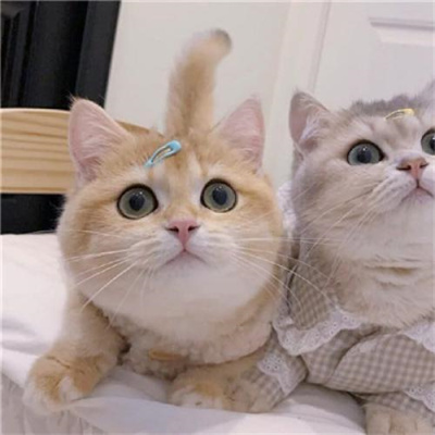 不明显情头萌宠男生女生头像 超可爱的猫咪情侣头像一左一右