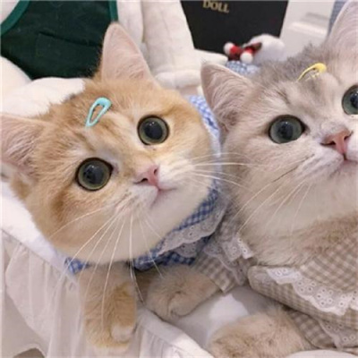 不明显情头萌宠男生女生头像 超可爱的猫咪情侣头像一左一右