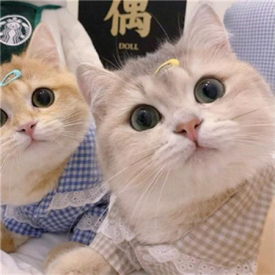 不明显情头萌宠男生女生头像 超可爱的猫咪情侣头像一左一右