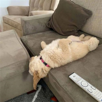 超级可爱的幼犬头像图片大全 蠢萌高清狗狗微信头像男女专用