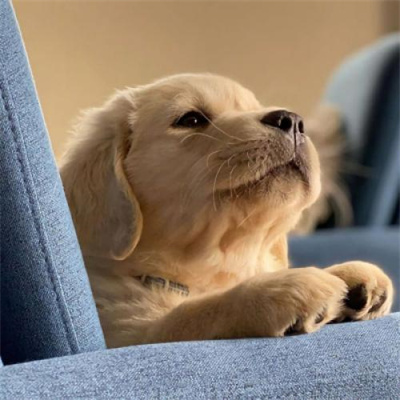 超级可爱的幼犬头像图片大全 蠢萌高清狗狗微信头像男女专用