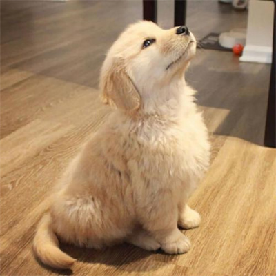 超级可爱的幼犬头像图片大全 蠢萌高清狗狗微信头像男女专用