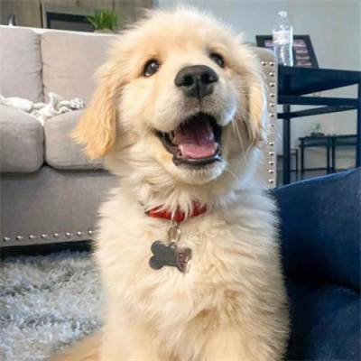 超级可爱的幼犬头像图片大全 蠢萌高清狗狗微信头像男女专用