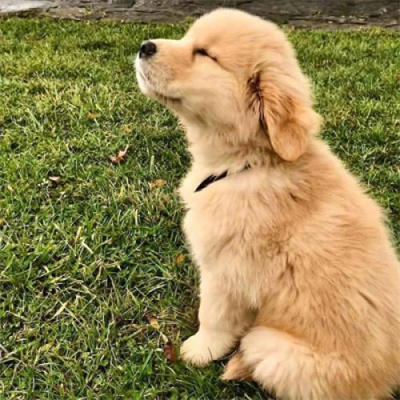 超级可爱的幼犬头像图片大全 蠢萌高清狗狗微信头像男女专用