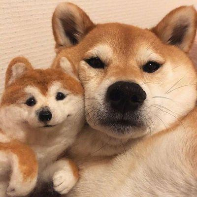 超级可爱的幼犬头像图片大全 蠢萌高清狗狗微信头像男女专用